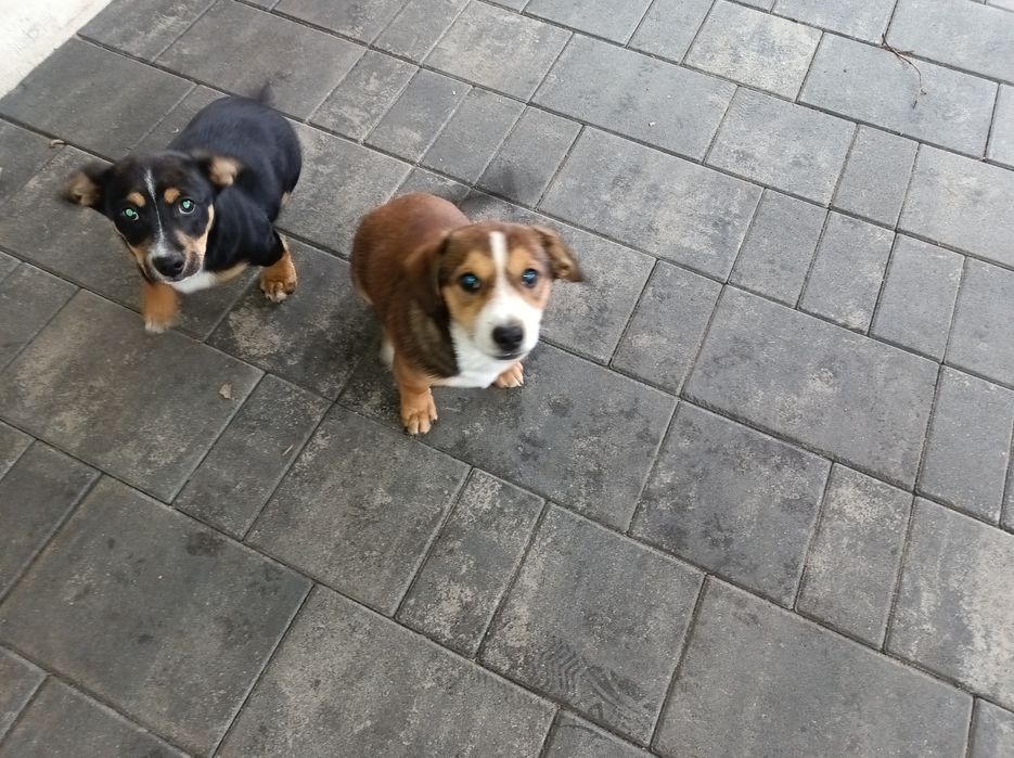 Szczeniaki oddam za darmo