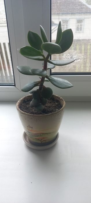 Грошове дерево.Толстянка.