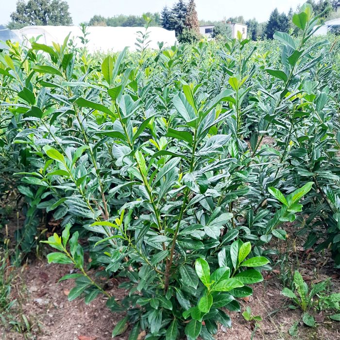 Prunus! Laurowiśnia wschodnia! Novita, Rotundifolia! Sadzimy! 150cm!