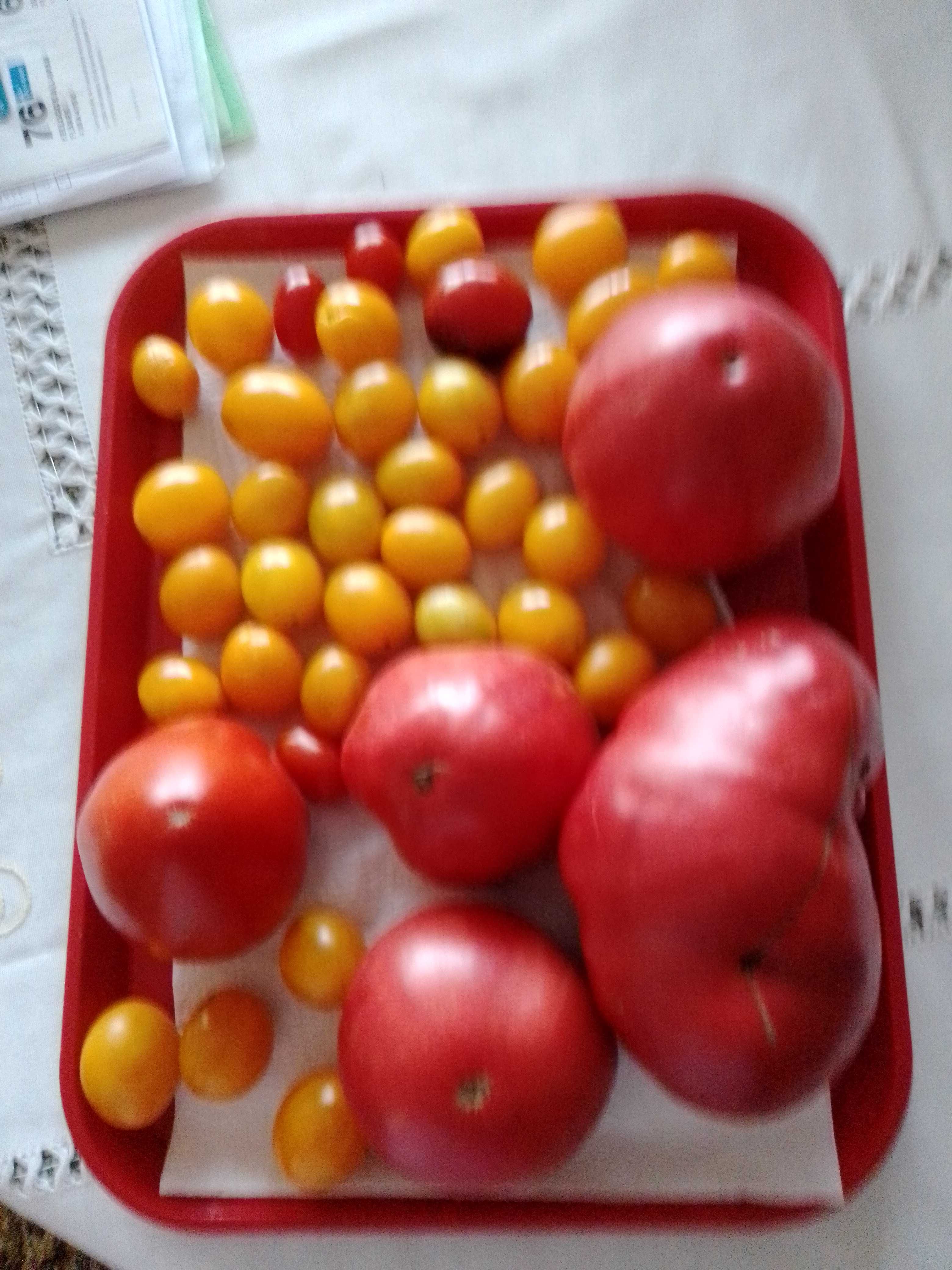 Tomate Coração de Boi e Cereja - Biológico