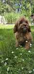 Cavapoo cavadoodle cavalier pudel Doodle