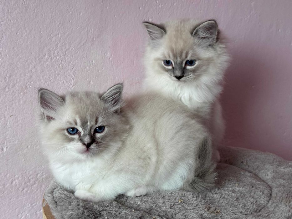 Kociaki ragdollki