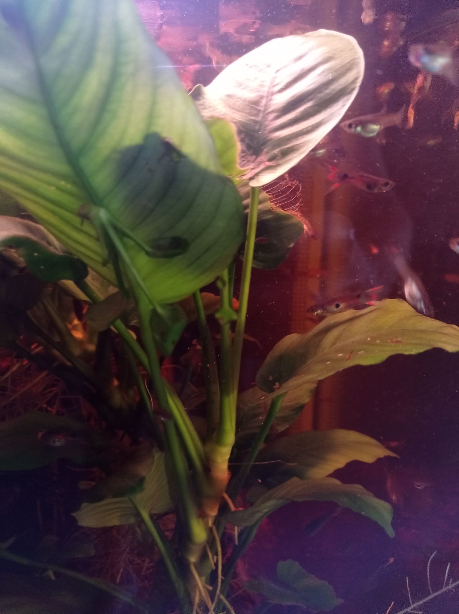 Planta aquario Anubias 1 pé