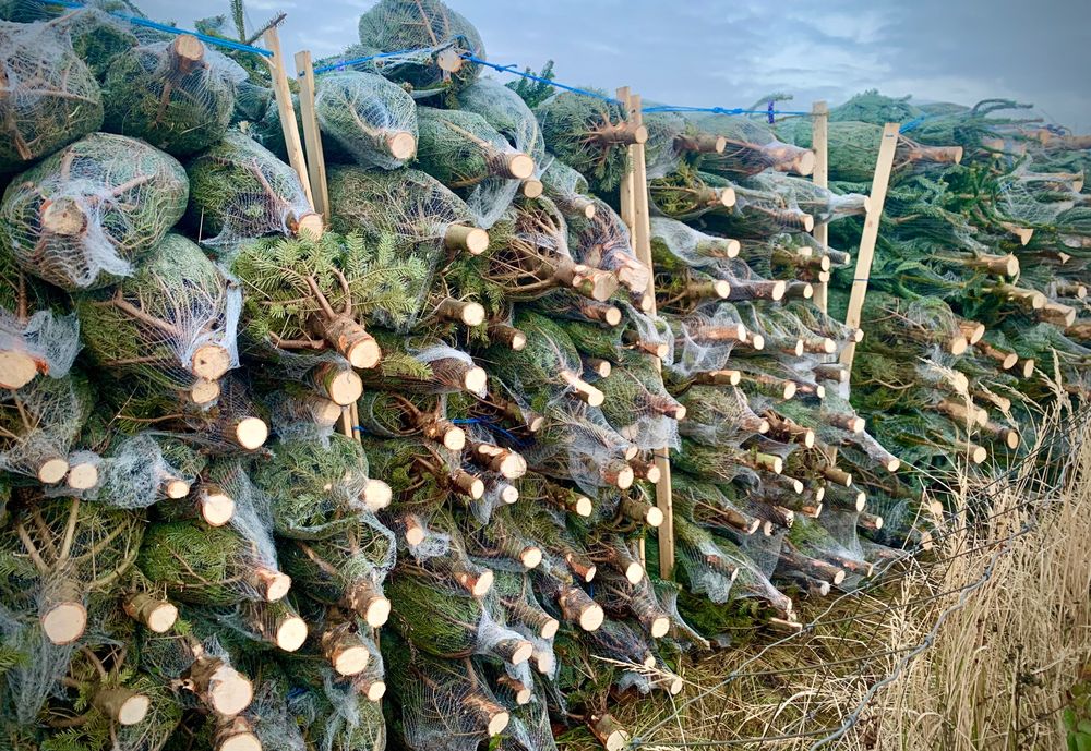 Drzewka Bożonarodzeniowe, Świąteczne Choinki,