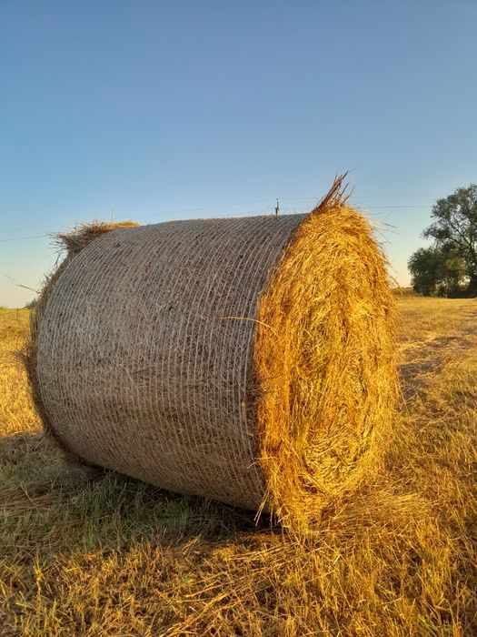Продам сіно в рулонах