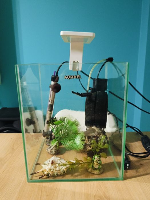 Akwarium z wyposażeniem