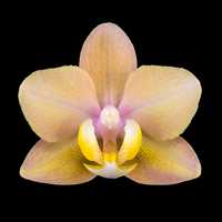 Орхідея фаленопсис арома Scention 1,7. Уцінка Пахне лимоном, лист в кр