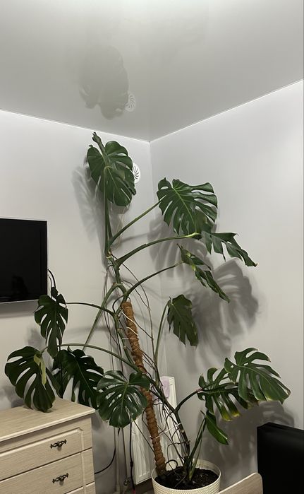 Продам вазон Монстера