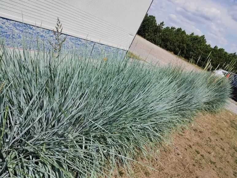 Wydmuchrzyca piaskowa, trawa ozdobna, nie pampasowa