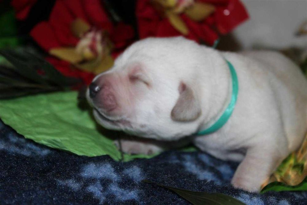 Щенки питомника Лабрадор ретривер