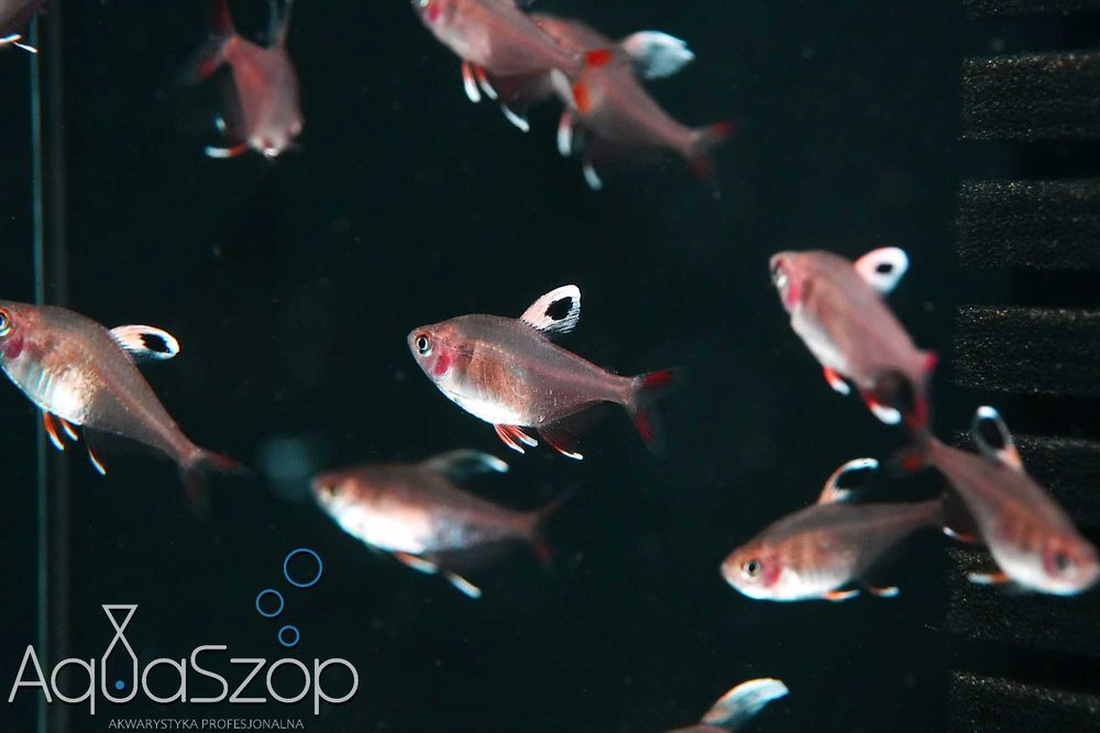 Bystrzyk " white fin " (Hyphessobrycon bentosi `white fin`) - AQUASZOP