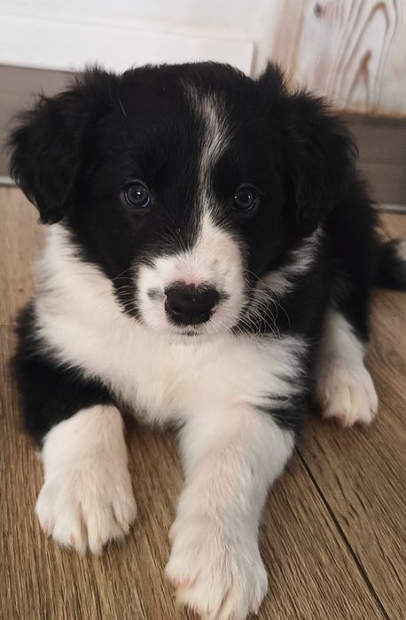 Border collie  FCI chłopiec czarno biały FCI zkwp