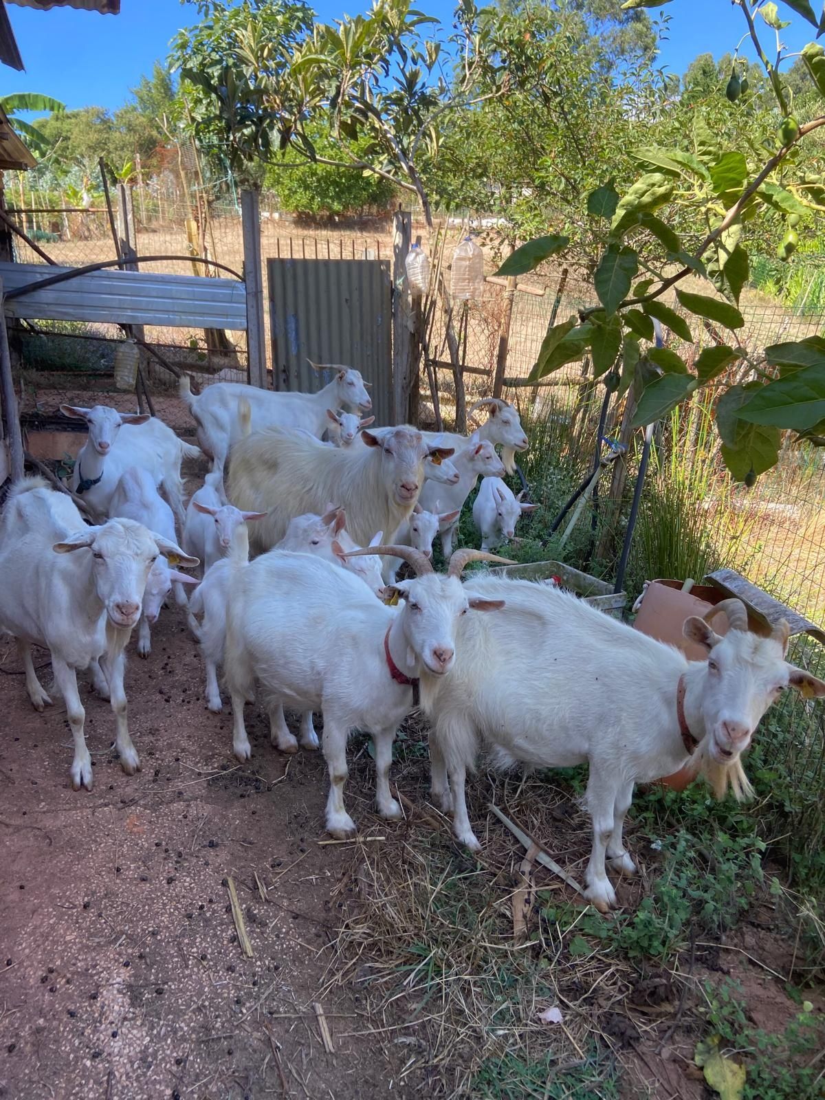 Cabras brancas para criação