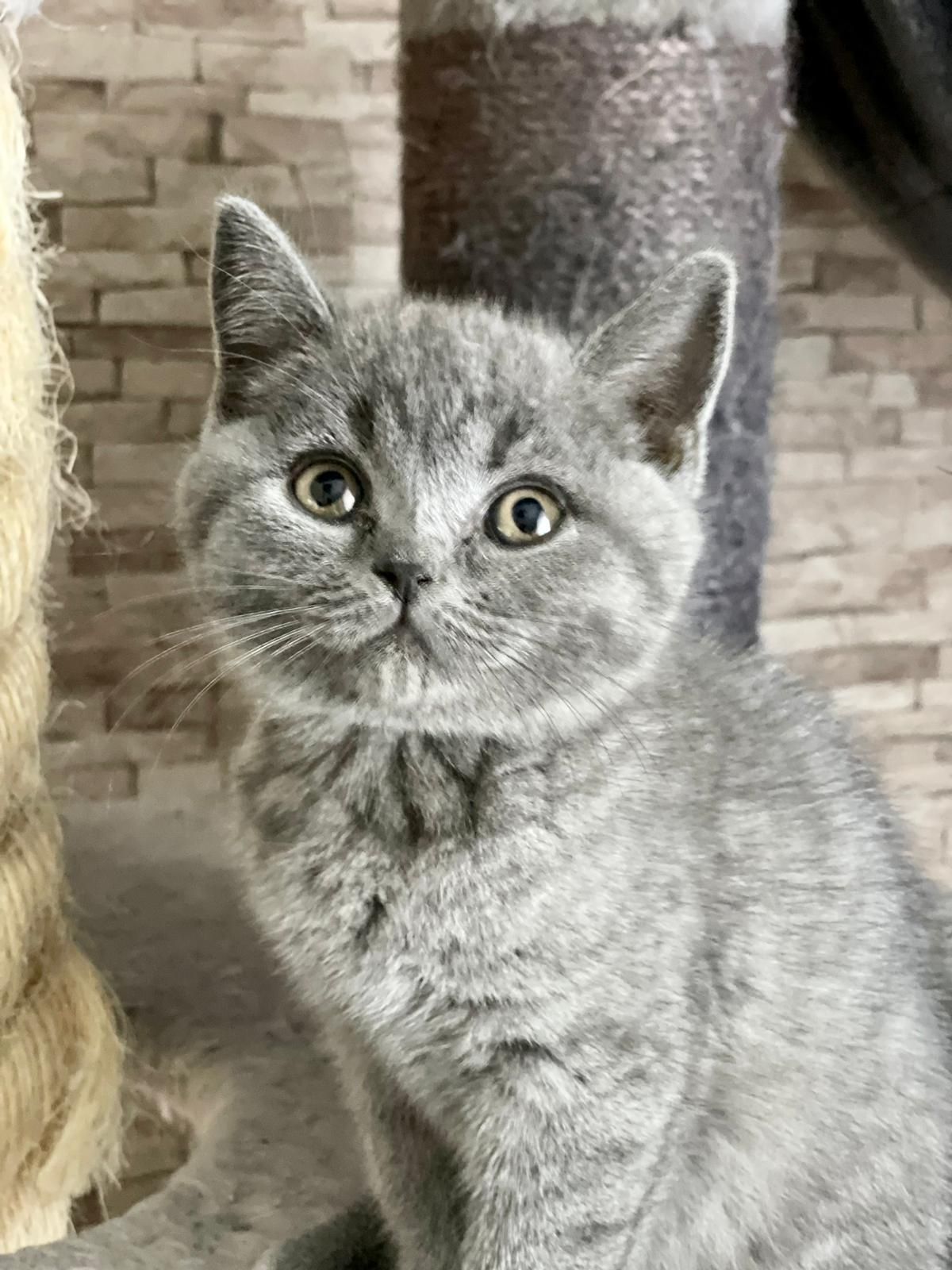 Brytyjskie niebieskie kot kocurek