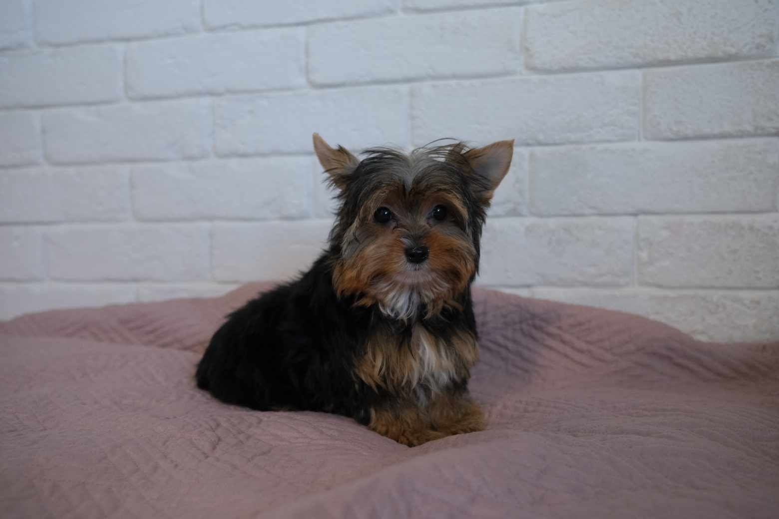 Mini sunia Yorkshire terrier