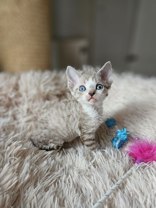 Kotka Devon Rex czarny point