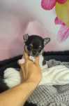 Prześliczny chłopczyk chihuahua krótkowłosy