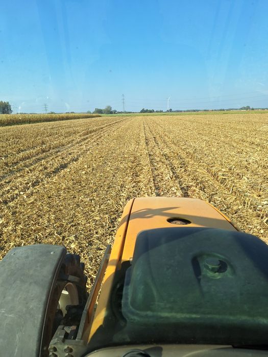 Mulczowanie. Kukurydza, poplon