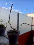 Mudas e para bonsai