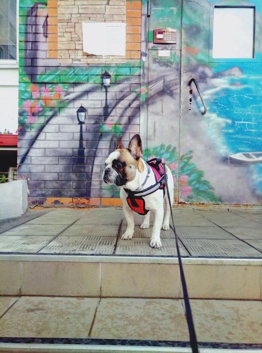 Кобель французсого бульдога на вязку