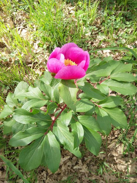 Mudas de Rosa-Albardeira Rosa-de-Lobo Peónia em vaso