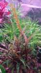 Hygrophila pinnatifida