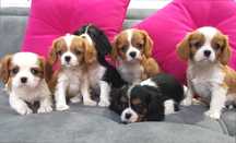 Cavalier king charles spaniel ostatni  Samczyk  Gotowe do Odbioru