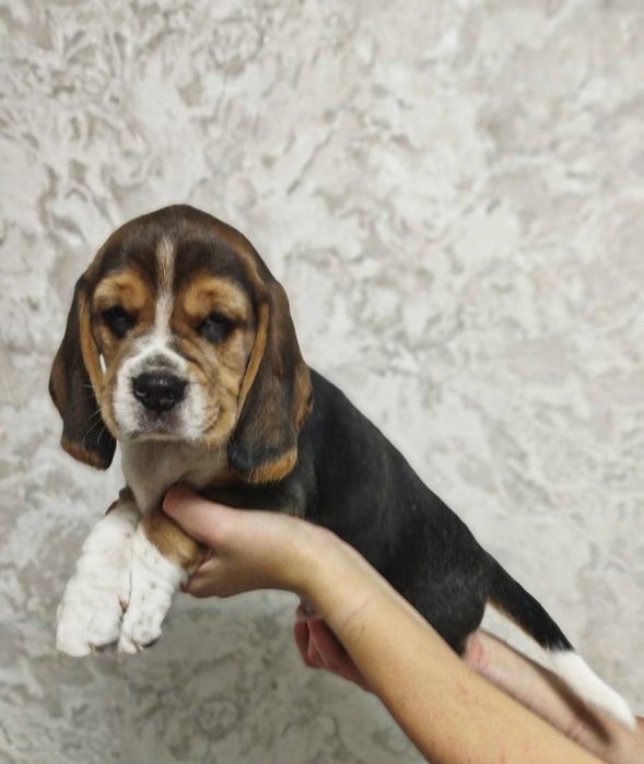 Продам цуценят бігля