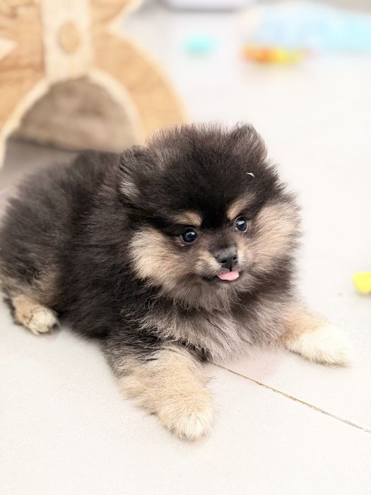 Lulu da Pomerânia Micro Miniatura com Lop e Afixo