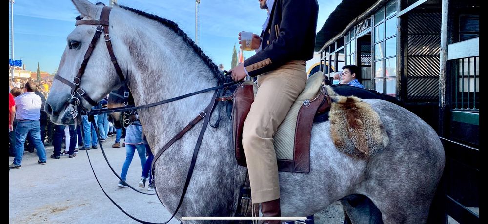 Sela portuguesa relvas