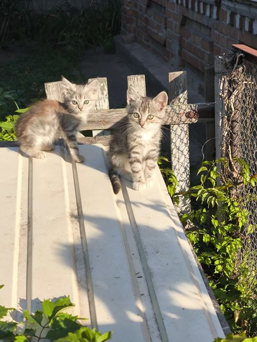 Віддам гарних кошенят