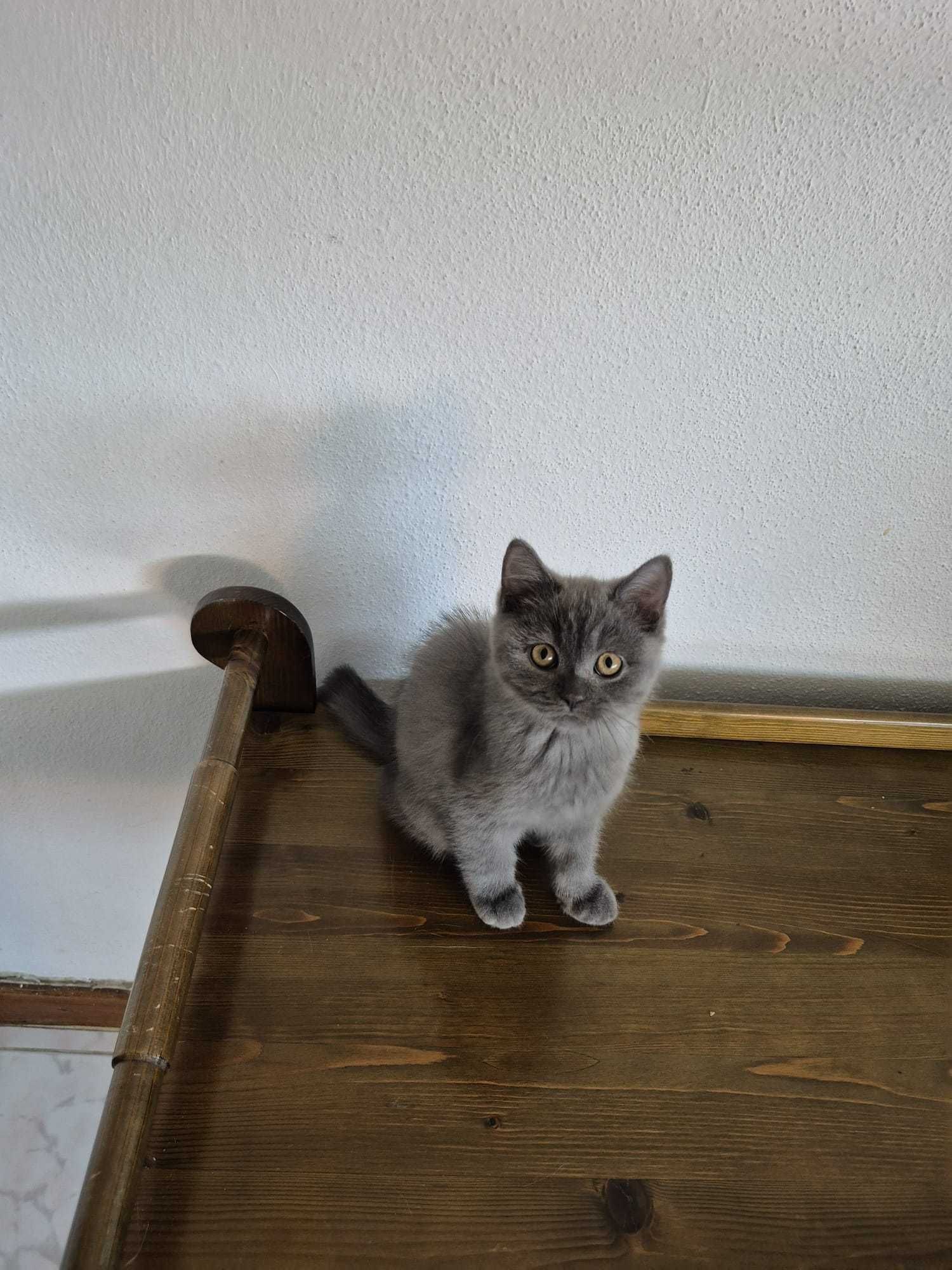Gatinho Scottish Straight