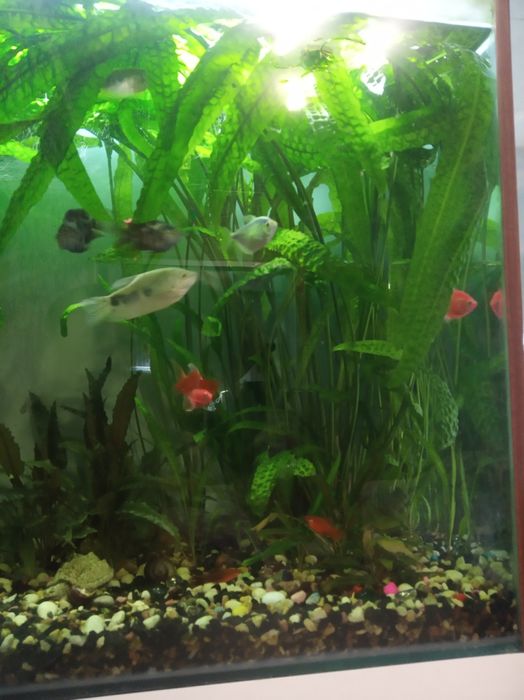 Кріптокаріна Апоногетон, водорості