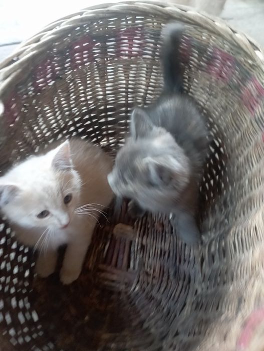 ВІддам.  Котенят
