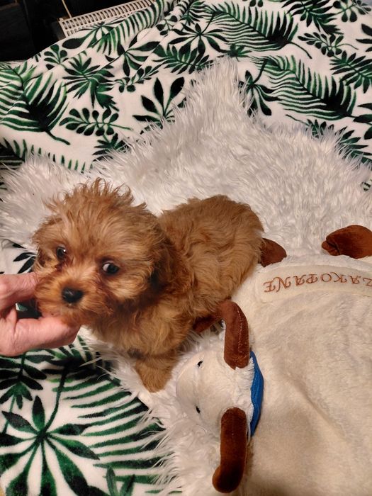 Cavapoo - suczka