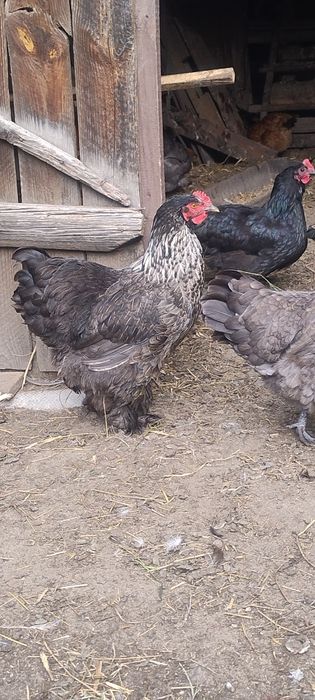 Kury koguty ras marans kochin czubatka serama