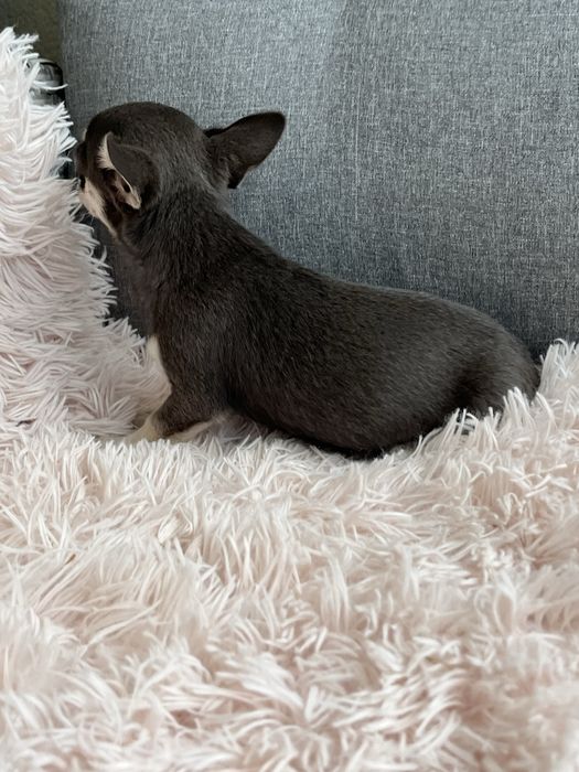 Malenki piesek chihuahua do odbioru