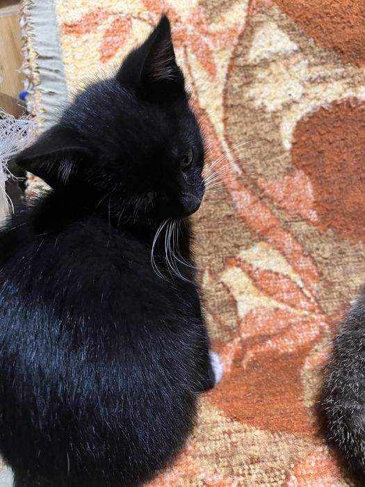 2 kocurki i jedna kotka szukaja domku za darmo