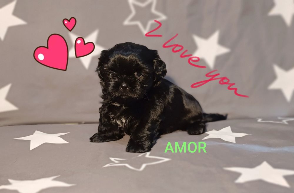 Shih Tzu piesek , odbiór od 18.10.2025