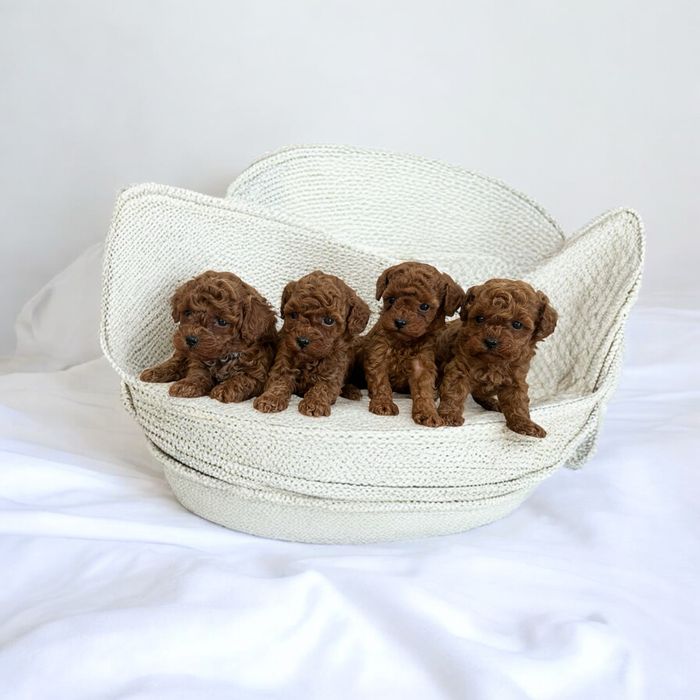 Pudel Toy red Brown Szczeniaki z Rodowodem