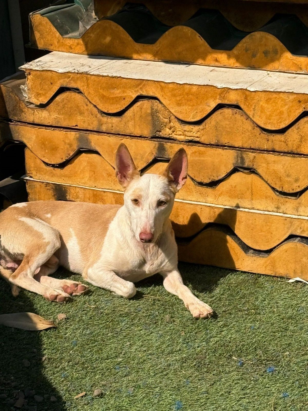 Draco, para adoção