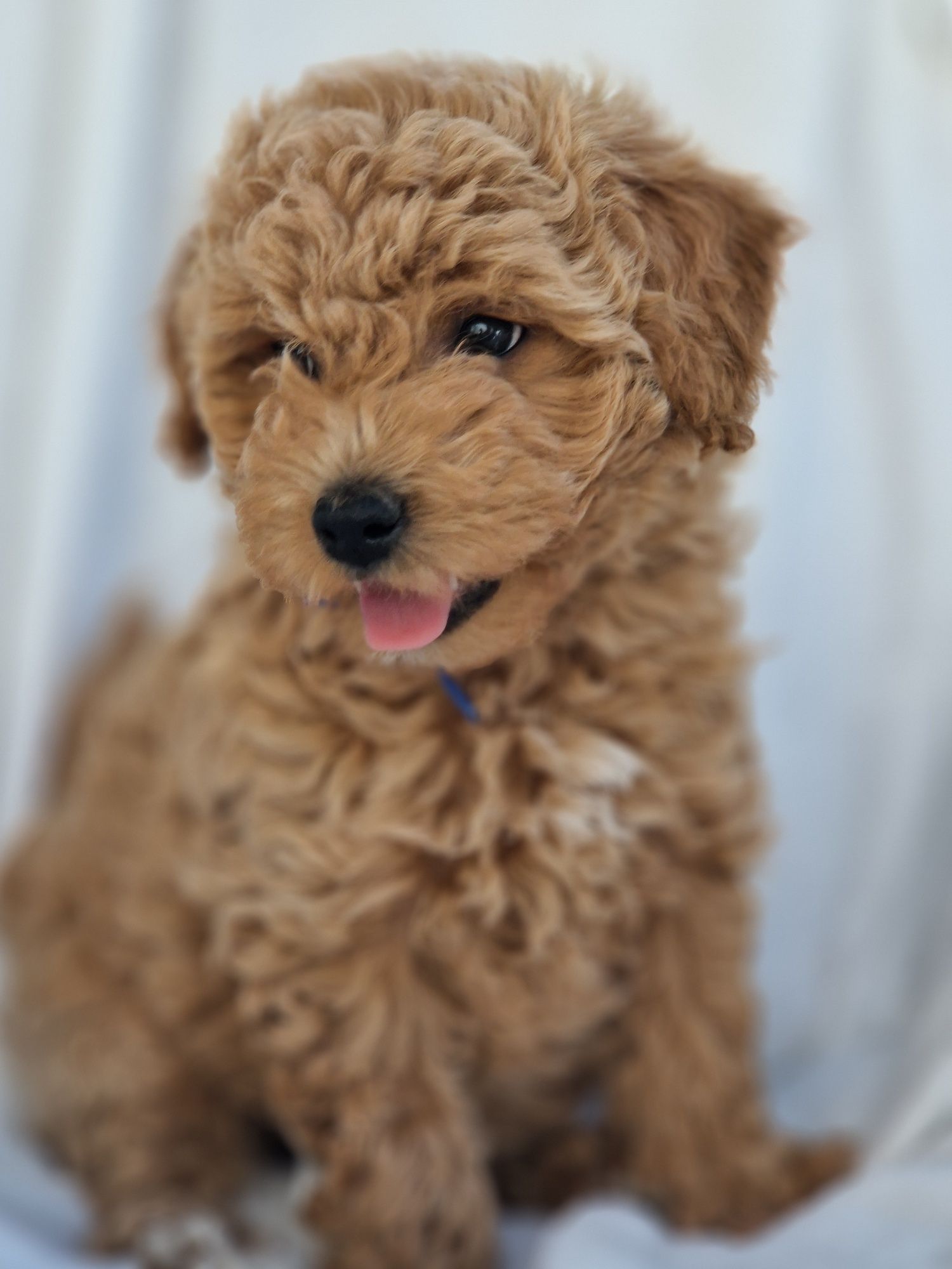 Bichpoo Poochon Bichon Frise Pudel Toy jak Maltipoo piesek