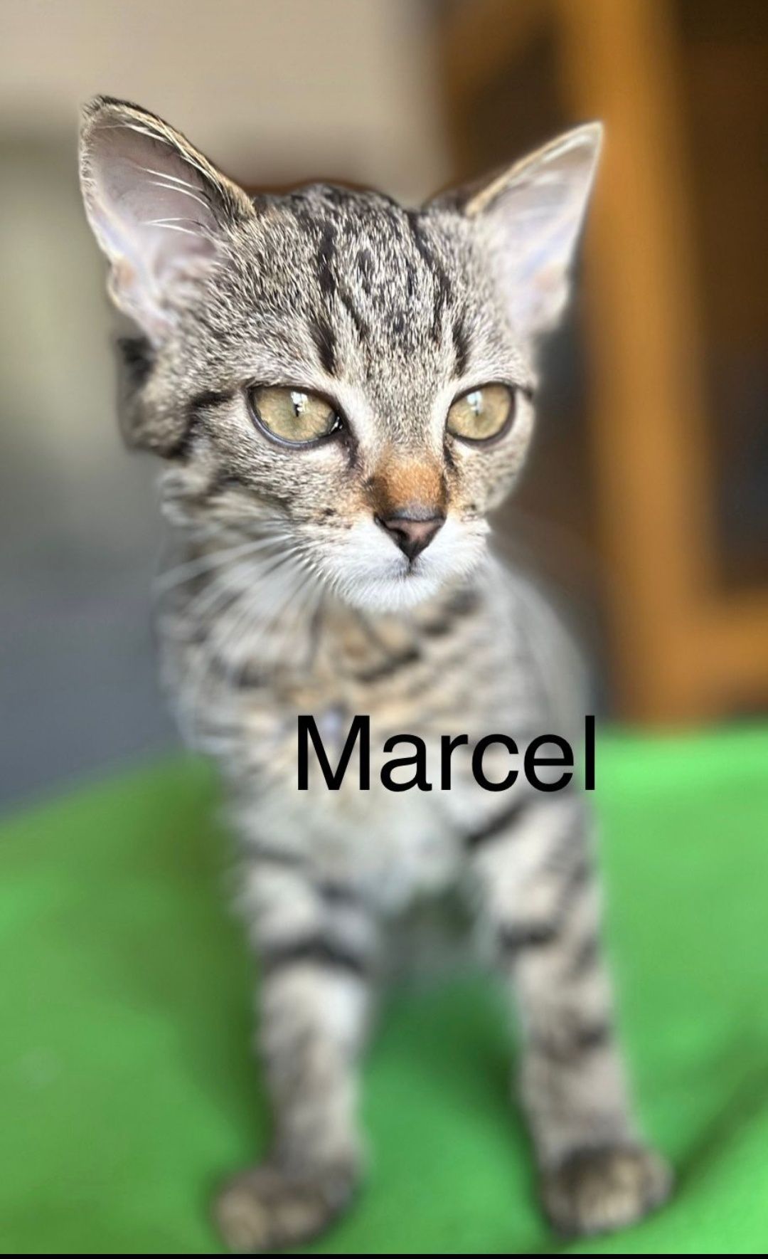Marcel szuka domu ...
