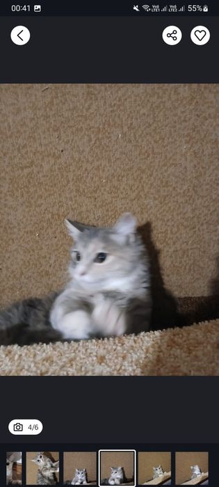 Отдам даром чудо