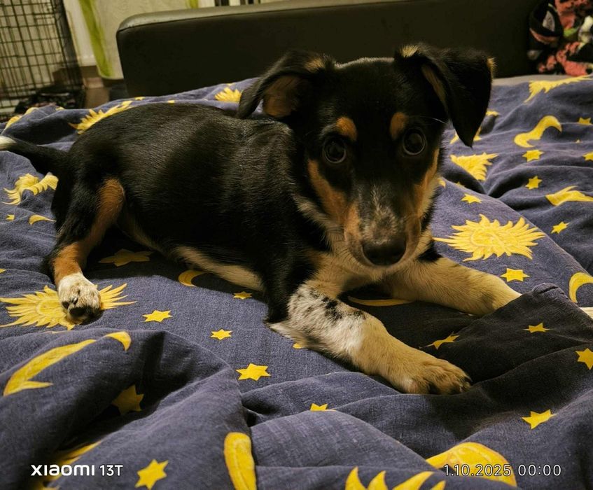 Sunia do Adopcji