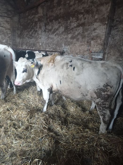 Jałówki cielne   styczeń/luty