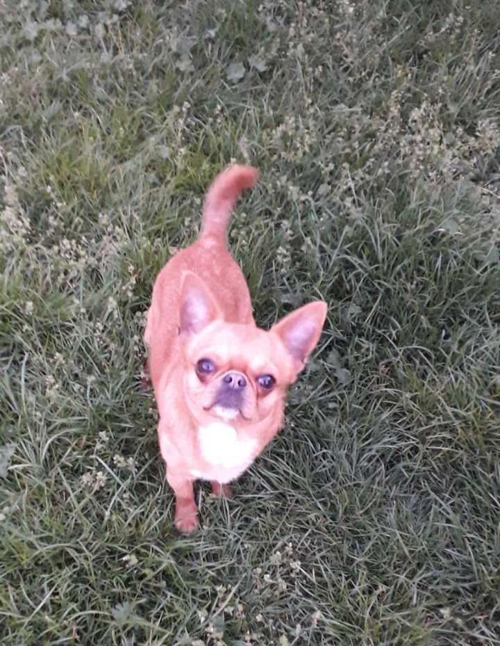 Chiuhuahua piesek
