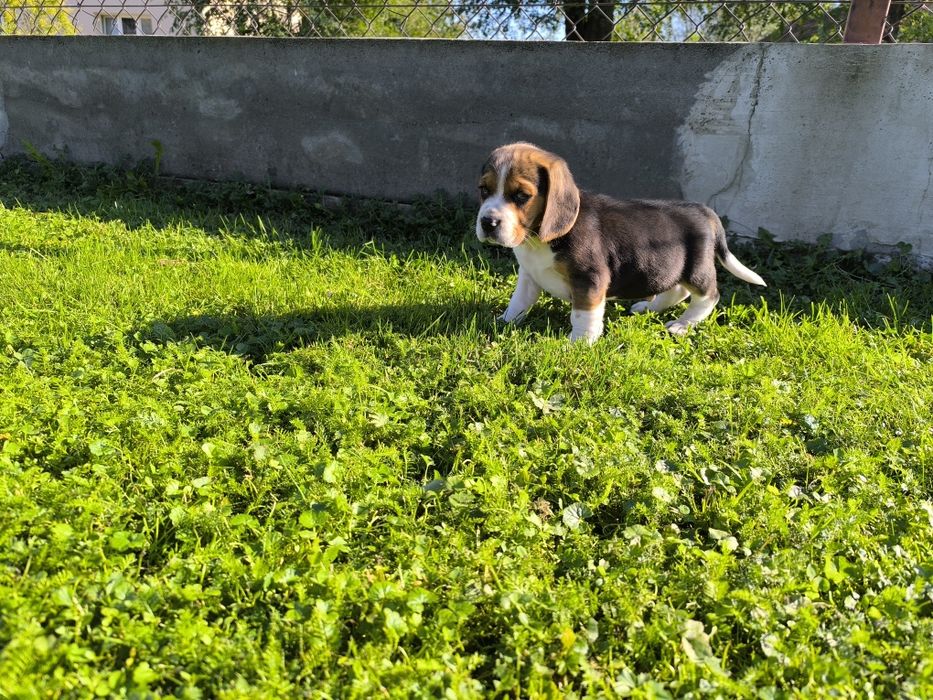 Przeuroczy szczeniaczek Beagle