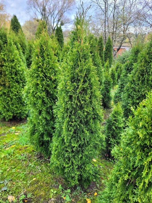 Żywotnik Smaragd 130–140 cm! Tuja od producenta, kopane na zamówienie!