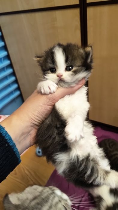 Неймовірно гарний хлопчик арлекін. Кошенята.